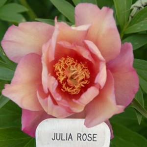 julia rose