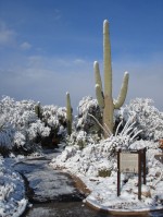 snow_on_saguaro.img