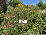 Pollinator Garden at Isabel Morris Park