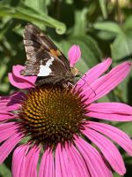Silver-spotted Skipper on Purple Coneflower