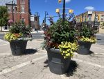 Summer Flower Pots at corner of Bridge and Queen streets